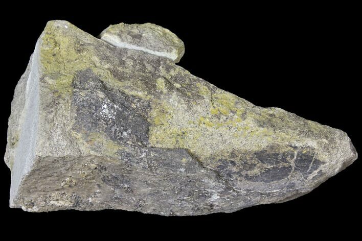 Unprepared Sauropod Bone Section In Stone - Morrison Formation #120321